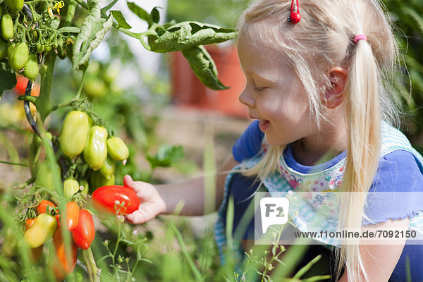 Girl picking tomatoes in garden