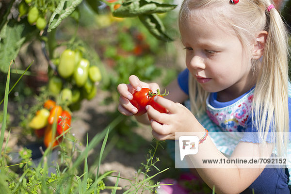 Girl picking tomatoes in garden