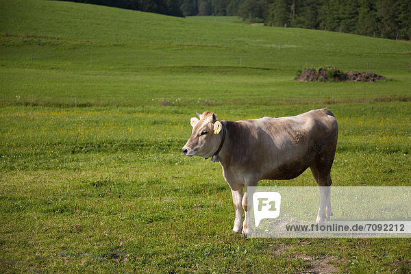 Germany Bavaria Cow in pasture
