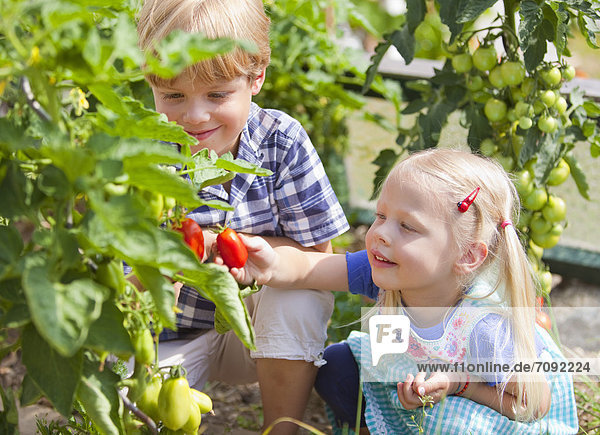 Boy and girl picking tomatoes in garden