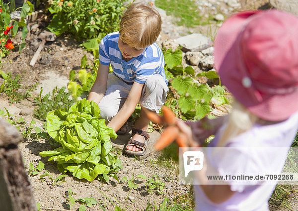 Boy and girl picking vegetables in garden