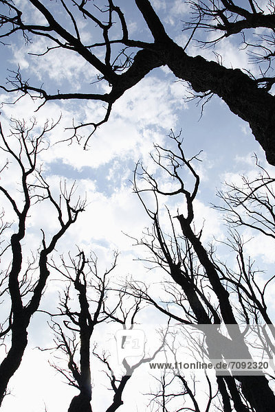 Spain  Burnt trees against sky