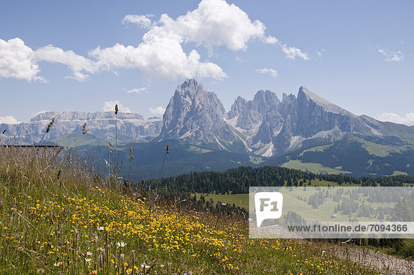 Italien  Alpweide Richtung Langkofel und Plattkofel bei Südtirol