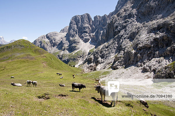 Italien  Kühe auf der Wiese in Südtirol