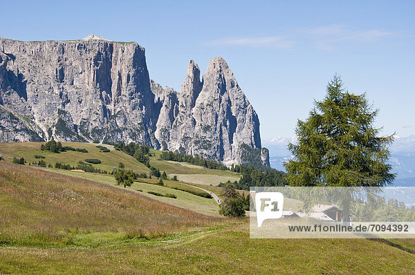 Italy  Alpine meadow towards Schlern and Santner Spitze at South Tyrol