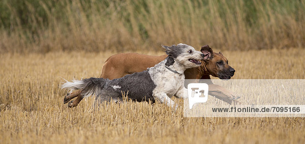 Zwei Hunde rennen durch ein abgemähtes Getreidefeld  Priort  Brandenburg  Deutschland  Europa