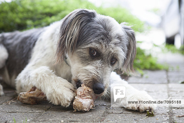 Dog gnawing on a bone