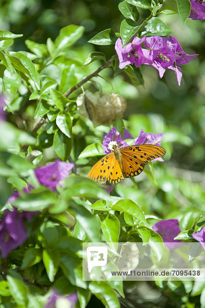 Golf Fritillary Schmetterling auf Blüte
