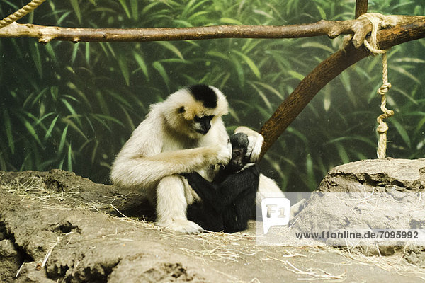 Pflegesitzung zwischen Mutter und Baby Affe Lincoln Park Zoo