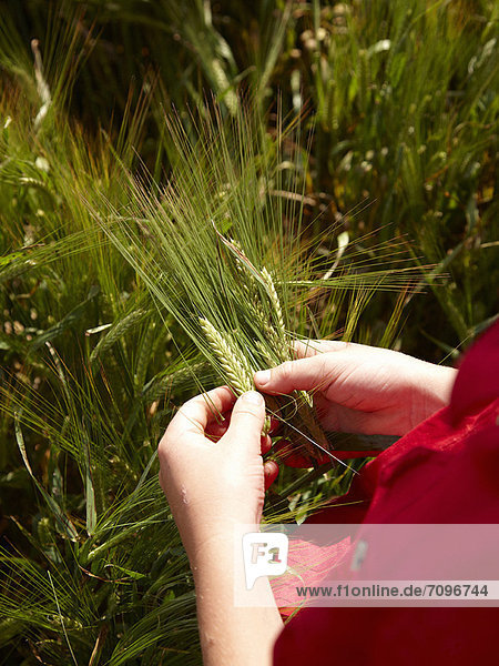 Farmer examining barley stalks in field