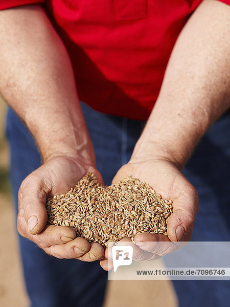 Farmer holding handful of barley seeds