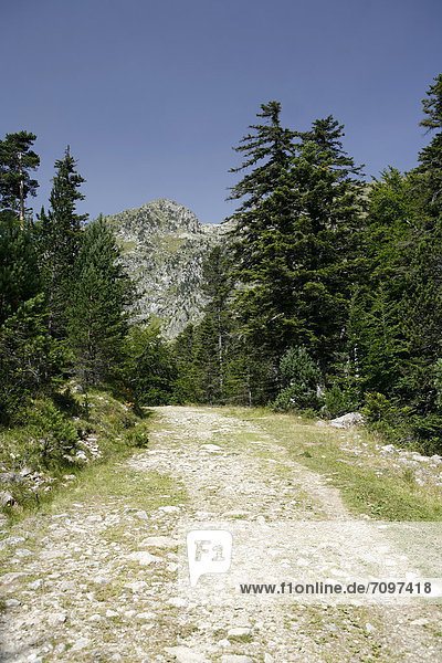 Wanderweg in den Pyrenäen französische Pyrenäen Nationalpark bei ArgelËs-Gazost Region Midi-PyrÈnÈes DÈpartement Hautes-PyrÈnÈes Frankreich Europa