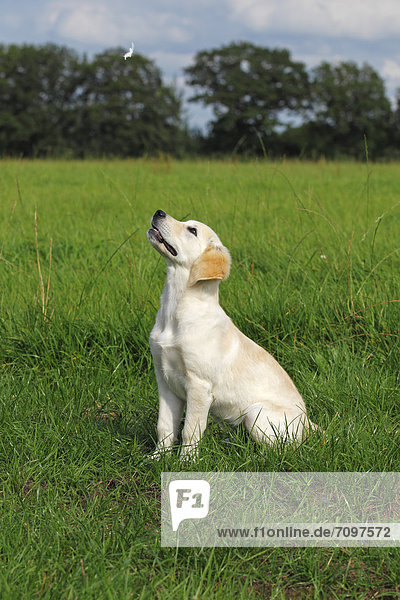 Golden Retriever (Canis lupus familiaris) puppy  three months  observing a flying feather on a meadow
