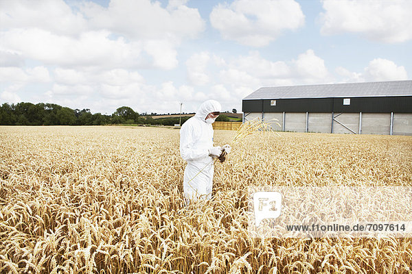 Scientist examining grains in crop field