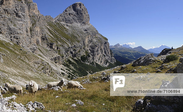 Schafherde am Sassongher  Dolomiten  Südtirol  Italien
