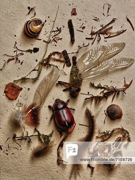 Insects and other elements from nature