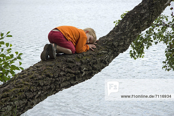 Kleiner Junge klettert auf Baum  Pieper-See  Salem  Schleswig-Holstein  Deutschland  Europa
