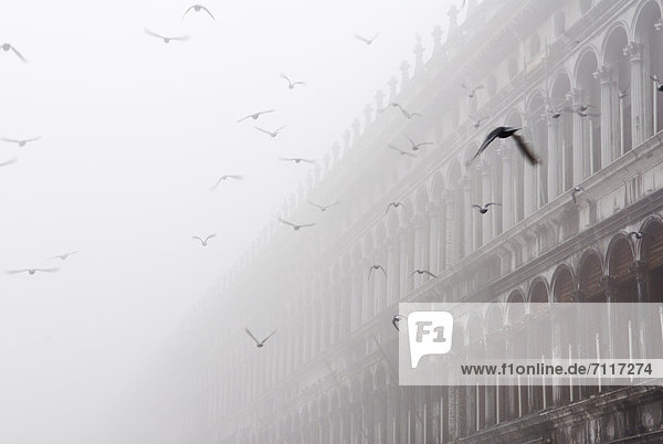 Fliegende Tauben  Prokuratien im Nebel  Markusplatz  San Marco  Venedig  Venezia  Venetien  Italien  Europa