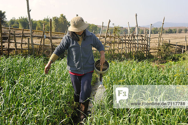 Frau gießt ihren Gemüsegarten mit einer Gießkanne  die aus ehemaliger Munition angefertigt wurde  in Phonsavan  Laos  Südostasien  Asien