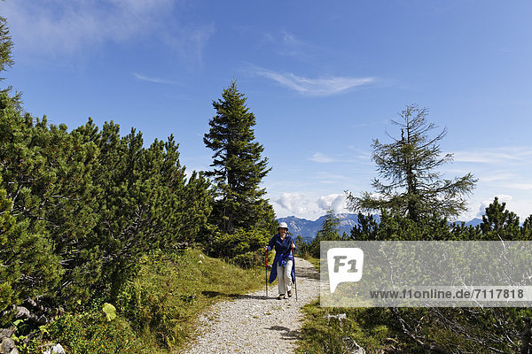 Wanderweg durch Latschenkiefern auf Hutterer Höss  Totes Gebirge  Region Pyhrn-Priel  auch Pyhrn-Eisenwurzen  Traunviertel  Oberösterreich  Österreich  Europa