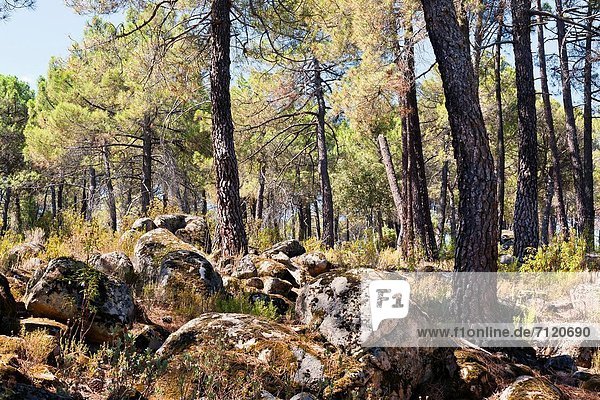 Madrid  Hauptstadt  Steilküste  Kiefer  Pinus sylvestris  Kiefern  Föhren  Pinie  Spanien