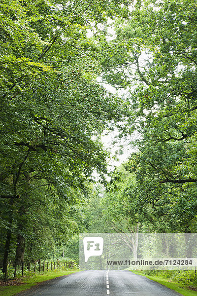 Laubwald  Europa  Baum  britisch  Großbritannien  Fernverkehrsstraße  Wald  England  Hampshire