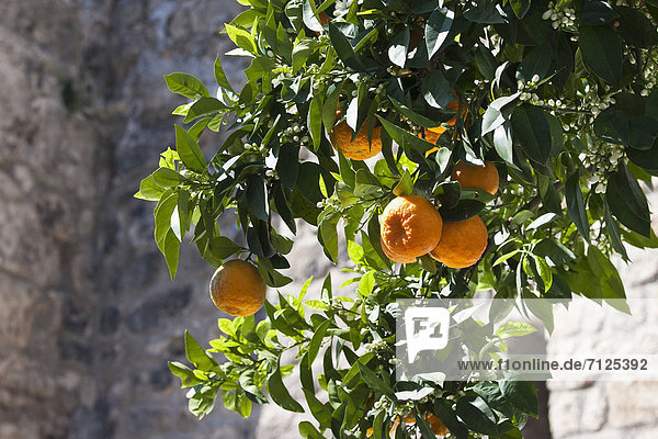 Truthuhn  Orange  Orangen  Apfelsine  Apfelsinen  Stadt  Großstadt  Blüte  Tropisch  Tropen  subtropisch  Antalya  Türkei  türkisch