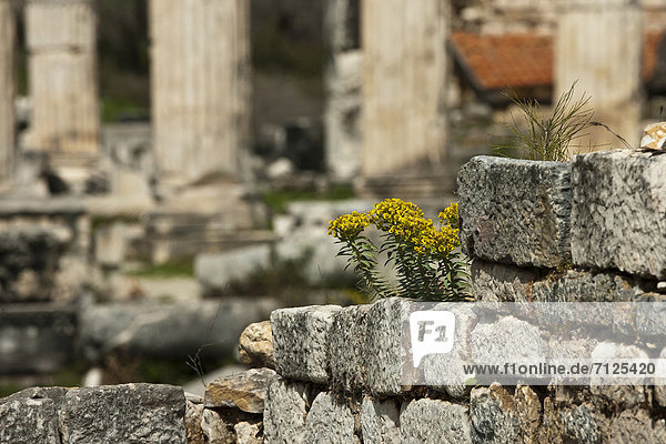 Truthuhn  Großstadt  Geschichte  Antiquität  Ruine  Besuch  Treffen  trifft  Säule  Marmor  Griechenland  Gegenstand  Tempel  Aphrodisias  Baugrube  griechisch  alt  Türkei