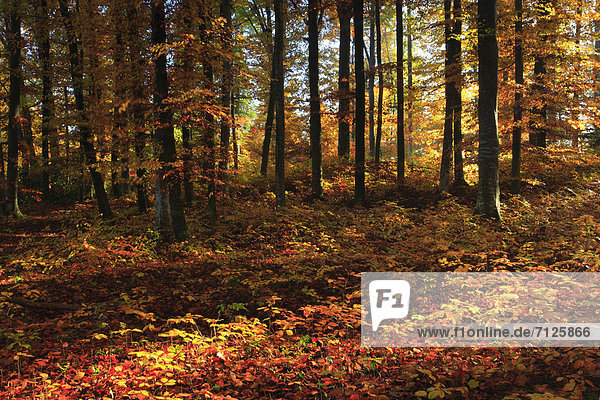 Buche Buchen Farbaufnahme Farbe Botanik Baum gelb Wald Pflanze Holz Herbst rot glänzen Laubbaum Rotbuche Fagus sylvatica Laub Mischwald Schweiz Kanton Zürich