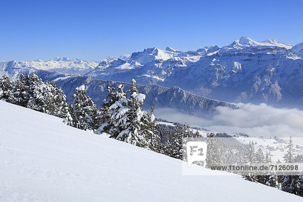 Alps  Alpine panorama  view  mountain  mountains  mountain  mountain panorama  Bern  Bernese Alps  Bernese Oberland  ice  cliff  mountains  summit  peak  glacier  cold  sea  fog  sea of fog  fog patches  Niederhorn  panorama  snow  Switzerland  Europe  Swiss Alps  valley  fir  firs  fir wood  wood  forest  width  broadness  winter  alpine  blue sky  rocky  cold  Swiss  snow-covered  snowy
