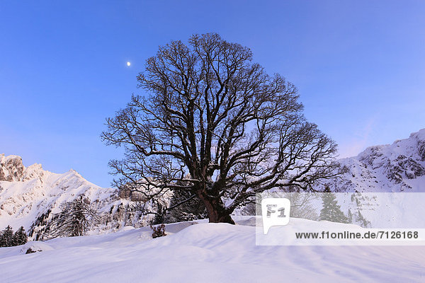 Kälte  Europa  Schneedecke  Berg  Winter  Abend  Sonnenuntergang  Silhouette  Schnee  Mond  1  Abenddämmerung  Bergahorn  Acer pseudoplatanus  Stimmung  Schweiz
