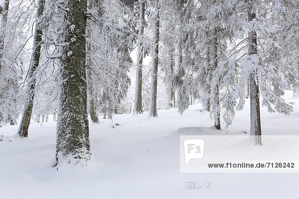 Kälte Europa Schneedecke Winter Baum Schnee Wald weiß Eis Holz Baumstamm Stamm Fichte Tanne schweizerisch Schweiz