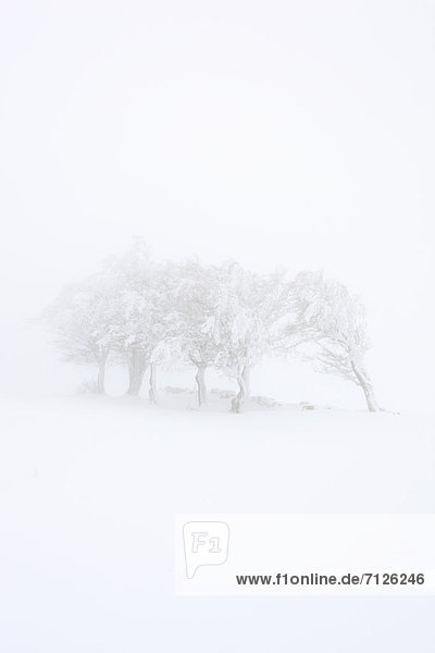 Tree  group of trees  beech  beeches  trees  Creux du Van  ice  Fagus  Jura  cold  fog  sea of fog  fog patches  snow  Switzerland  Europe  drift  Vaud  Vaud Jura  winter  close  closer  icy  cold  monochrome  black white  Swiss  snow-covered  snowy  white