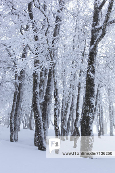 nahe Kälte Muster Europa Schneedecke Winter Baum Konzept Gebäude Schnee Wald weiß Eis Nebel Abstraktion monochrom Holz dahintreibend Baumstamm Stamm Buche Buchen Schnittmuster schweizerisch Schweiz Nebelmeer Nebelfelder
