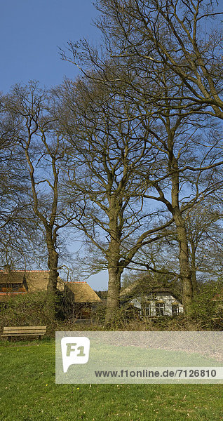 Bauernhaus Europa Wohnhaus Baum Wald Holz Niederlande
