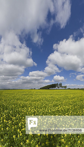 Netherlands  Holland  Europe  Wolphaartsdijk  landscape  flowers  summer  clouds  Field  rape  seed