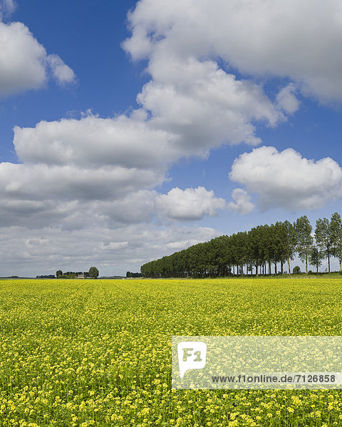 Netherlands  Holland  Europe  Wolphaartsdijk  landscape  flowers  trees  summer  clouds  Field  rape  seed