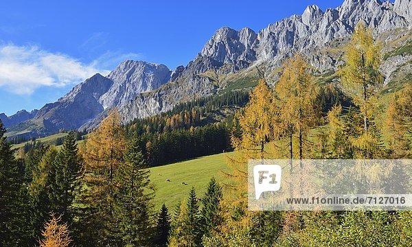 Hochkönigmassiv im Herbst  Tirol  Österreich