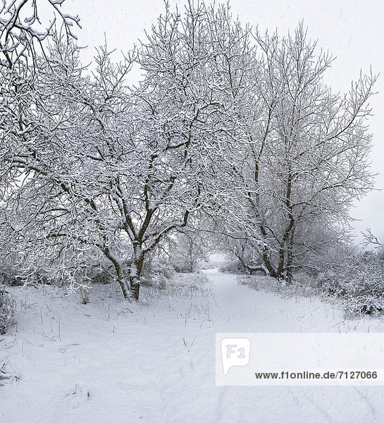 Netherlands Holland Europe Egmond Binnen Landscape Forest Wood Trees Winter Snow Ice snowfall snow Snowy trees
