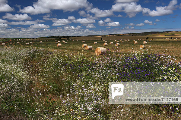 lila Landschaftlich schön landschaftlich reizvoll Wolke Blume Himmel weiß Feld Wildblume Einsamkeit Australien Westküste Western Australia
