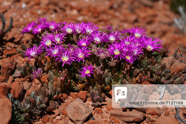 Makroaufnahme Härte Meer Blüte Wildblume pink Demut Australien Kalbarri Rainbow Valley Rotes Kliff Speisesalz Salz dicht Westküste Western Australia
