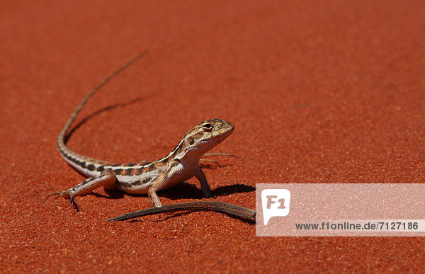 Tarnung Küste Tier trocken Wüste Sand Ast rot binden Australien Echse Reptilie Westküste Western Australia