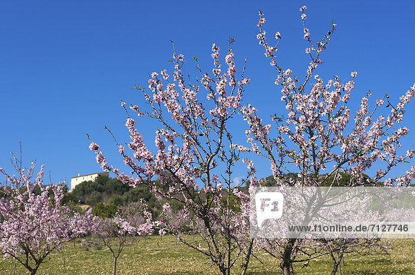 Mandelbaum  Prunus dulcis  Außenaufnahme  Europa  Tag  europäisch  niemand  Blüte  Natur  Insel  Mallorca  Mandel  Balearen  Balearische Inseln  Finca  freie Natur  Spanien  spanisch