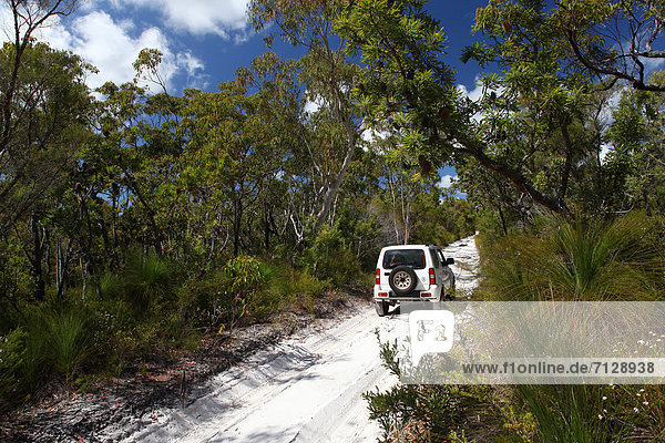 Rollbahn Abenteuer Attraktivität Baum Wald weiß Natur Holz Sand Einsamkeit Geländewagen Allradantrieb Australien Fraser Island Queensland Steppe Sonne Tourismus