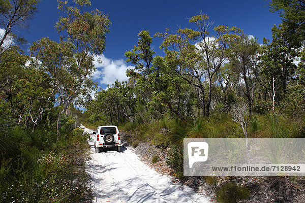Rollbahn Abenteuer Attraktivität Baum Wald weiß Natur Holz Sand Einsamkeit Gras Geländewagen Allradantrieb Australien Eukalyptus Fraser Island Queensland Steppe Sonne Tourismus