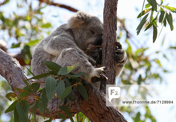 Koala Phascolarctus cinereus Baum schlafen dösen Ast typisch Australien Eukalyptus Laub Magnetic Island Beuteltier Queensland