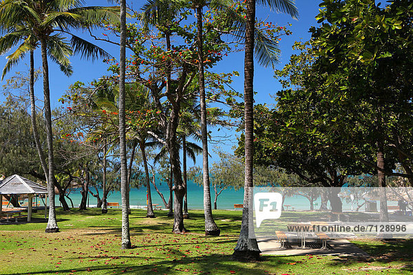 blauer Himmel wolkenloser Himmel wolkenlos Schreibtisch Urlaub Entspannung ruhen grillen grillend grillt Strand Picknick schattig Küste Meer Sitzbank Bank Sand Wiese Stille schwimmen türkis Tisch Australien Grillparty Bucht Magnetic Island Queensland Rest Überrest