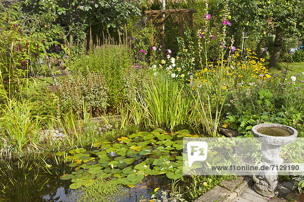 Blume  Großbritannien  niemand  Pflanze  Garten  Cheshire  England  Teich