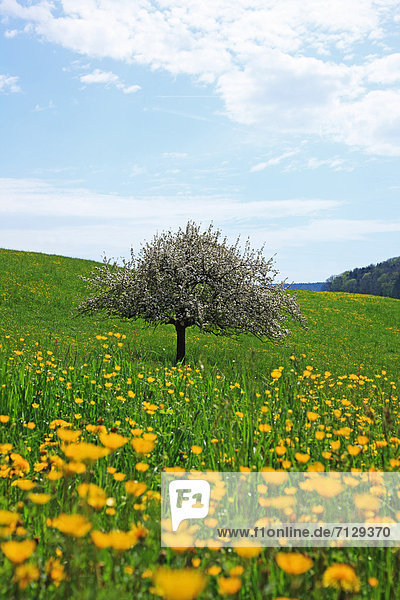 Hochformat  Ländliches Motiv  ländliche Motive  Landschaftlich schön  landschaftlich reizvoll  Europa  Feld  Ruhe  Landschaft  Landwirtschaft  niemand  Kirsche  Blüte  Natur  Schweiz