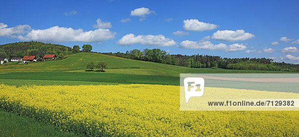Ländliches Motiv  ländliche Motive  Landschaftlich schön  landschaftlich reizvoll  Europa  Feld  Ruhe  Landschaft  Landwirtschaft  niemand  Blüte  Natur  Querformat  Schweiz